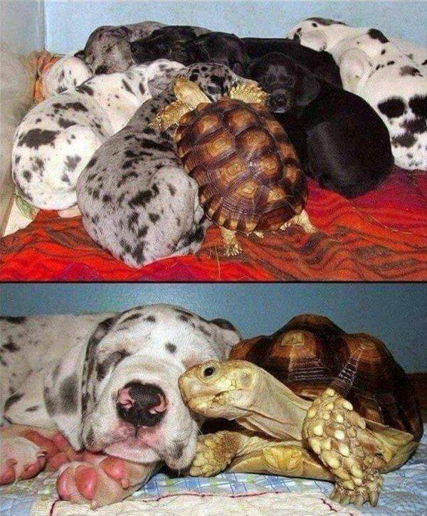 Funny Animals (59 pics)