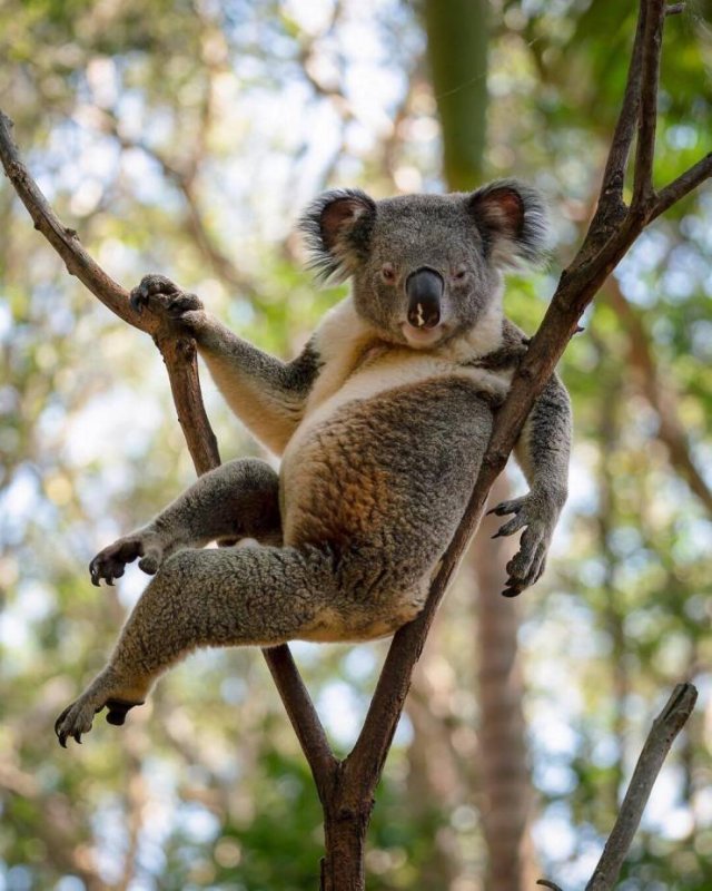 Funny Animals (59 pics)