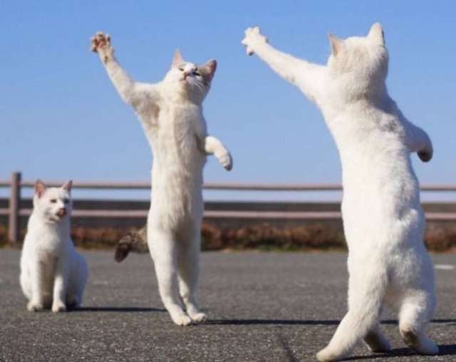Funny Animals (59 pics)