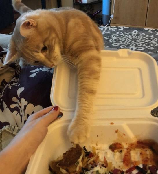Very Brazen Animals (26 pics) Very Brazen Animals (26 pics)