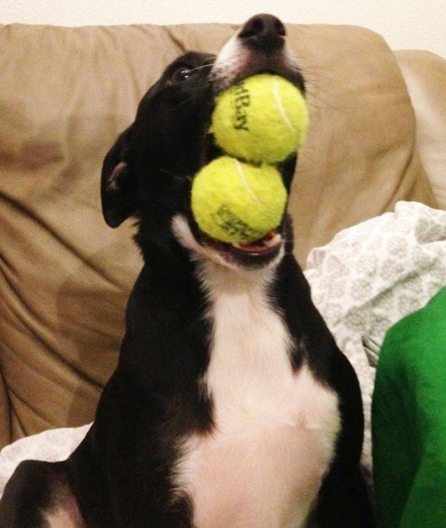 Funny Animals (59 pics)