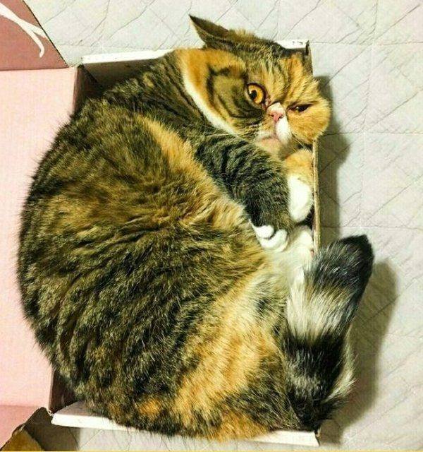 Funny Animals (59 pics)