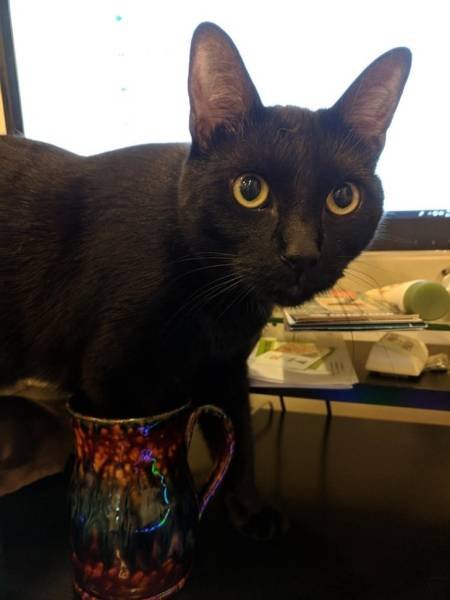Very Brazen Animals (26 pics) Very Brazen Animals (26 pics)