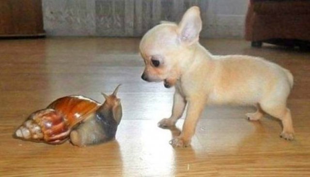 Funny Animals (59 pics)