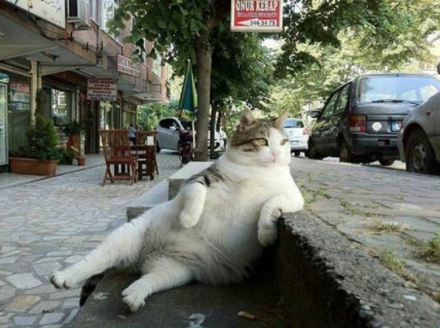Funny Animals (59 pics)