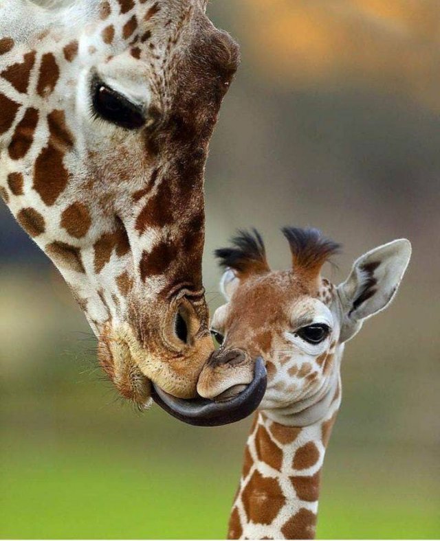 Funny Animals (59 pics)