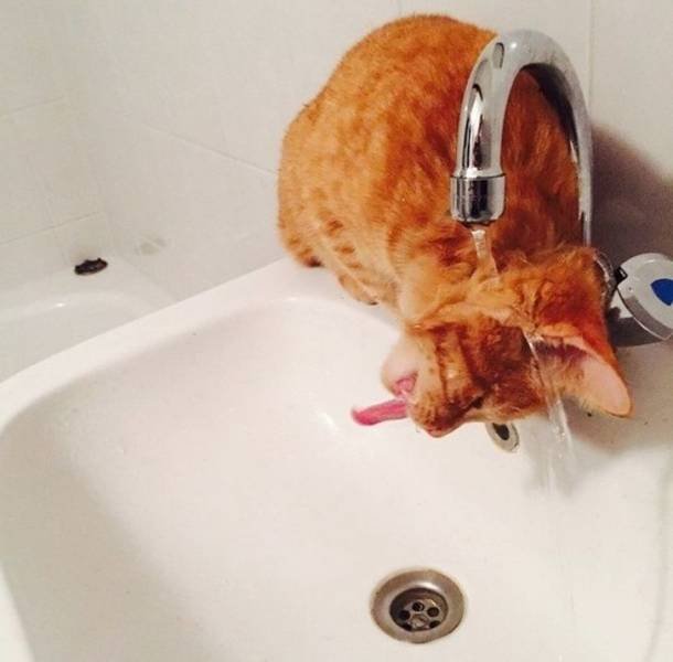 Funny Animals (59 pics)
