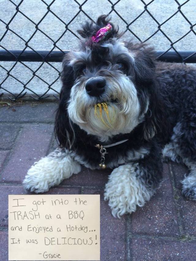 Very Brazen Animals (26 pics) Very Brazen Animals (26 pics)