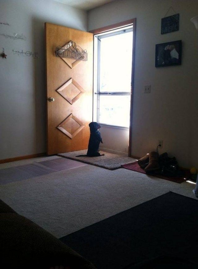 Funny Animals (59 pics)