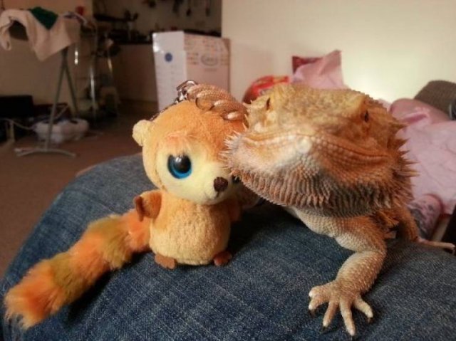 Funny Animals (59 pics)