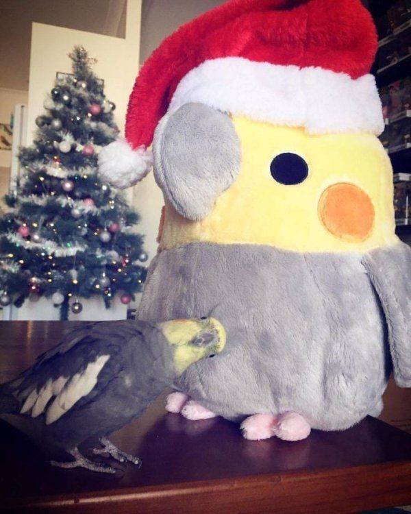 Funny Animals (59 pics)