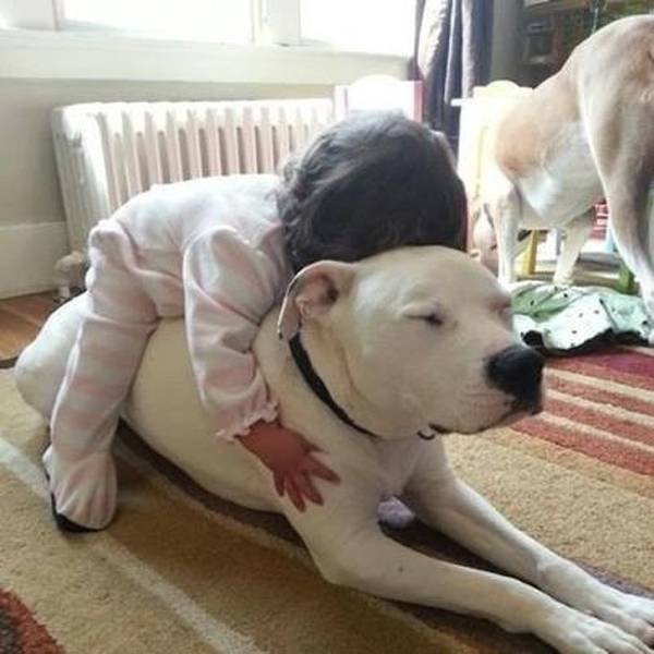 Funny Animals (59 pics)