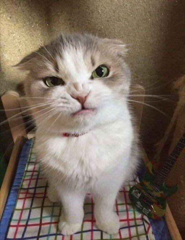 Funny Animals (59 pics)