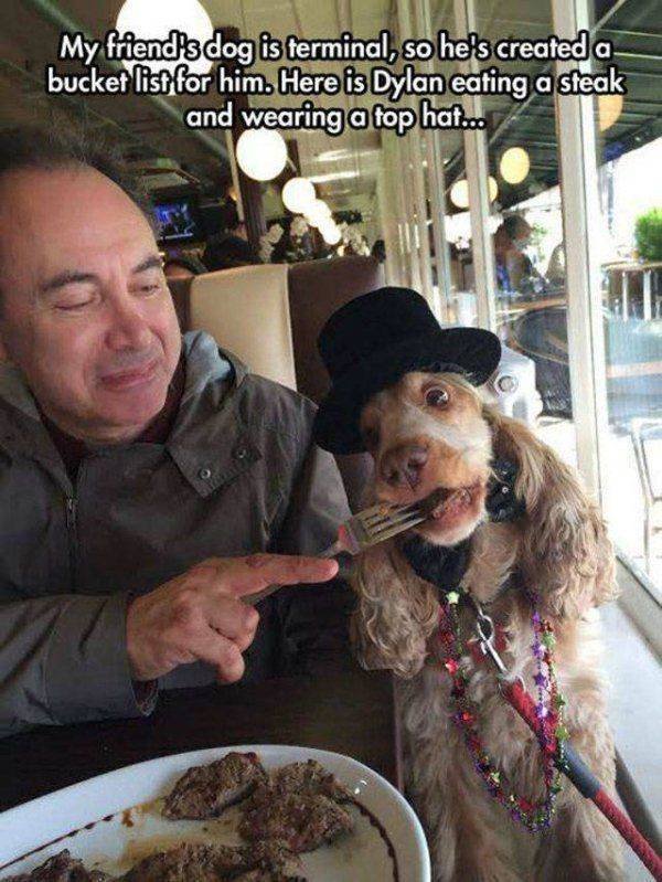 Funny Animals (59 pics)
