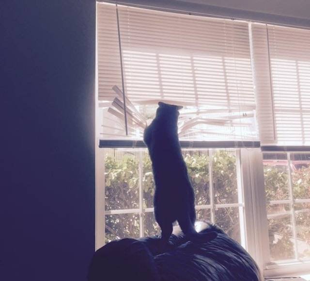 Very Brazen Animals (26 pics) Very Brazen Animals (26 pics)