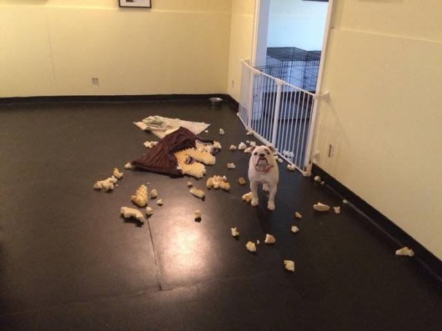 Very Brazen Animals (26 pics) Very Brazen Animals (26 pics)