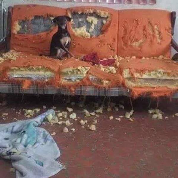Very Brazen Animals (26 pics) Very Brazen Animals (26 pics)