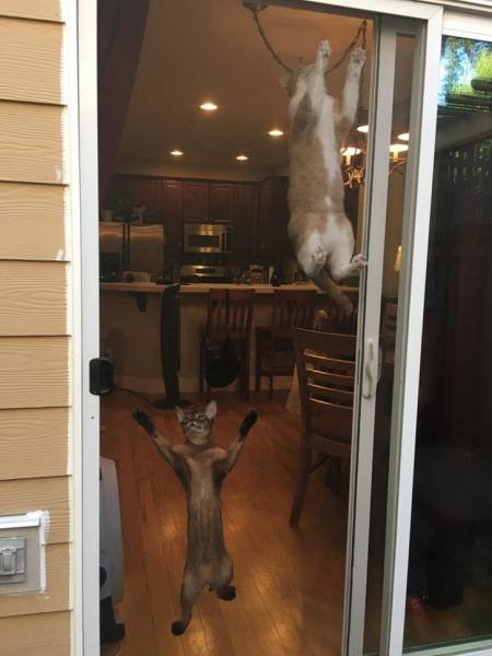 Very Brazen Animals (26 pics) Very Brazen Animals (26 pics)