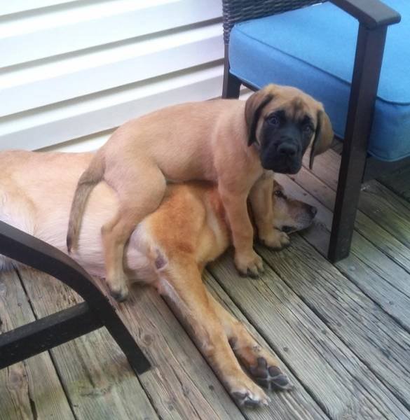 Very Brazen Animals (26 pics) Very Brazen Animals (26 pics)