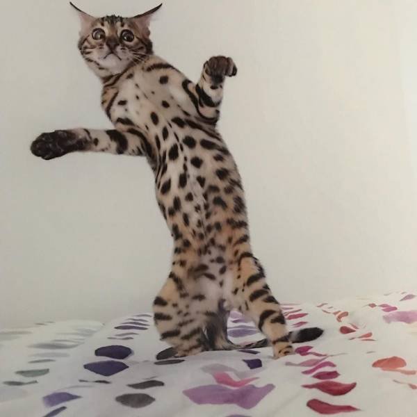 Funny Animals (59 pics)