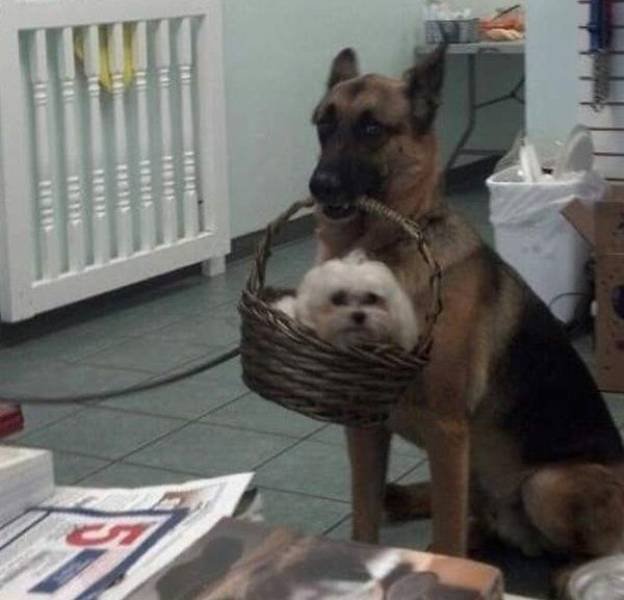 Funny Animals (59 pics)