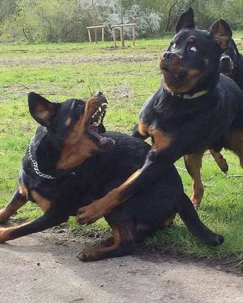 Very Brazen Animals (26 pics) Very Brazen Animals (26 pics)