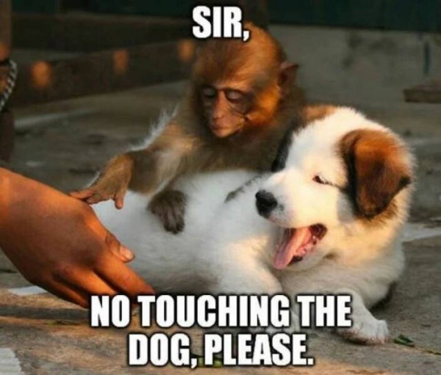 Funny Animals (24 pics)