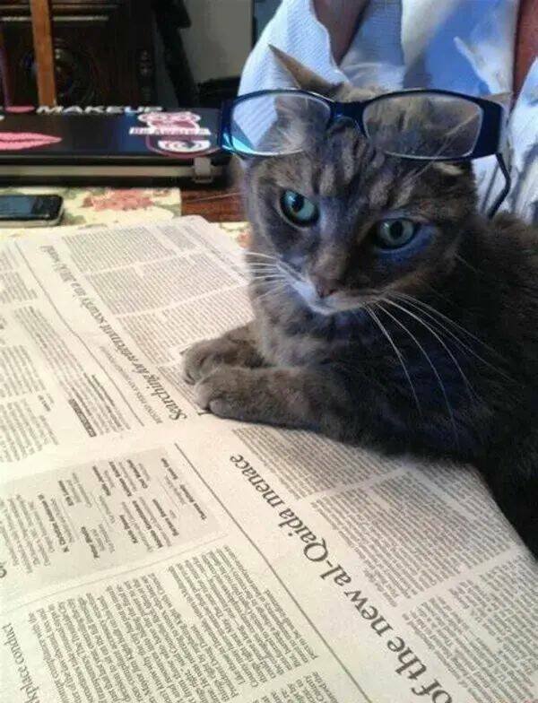 Funny Animals (24 pics)