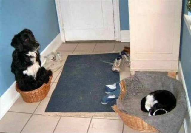 Funny Animals (24 pics)
