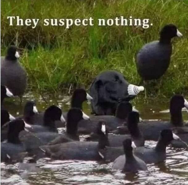 Funny Animals (24 pics)