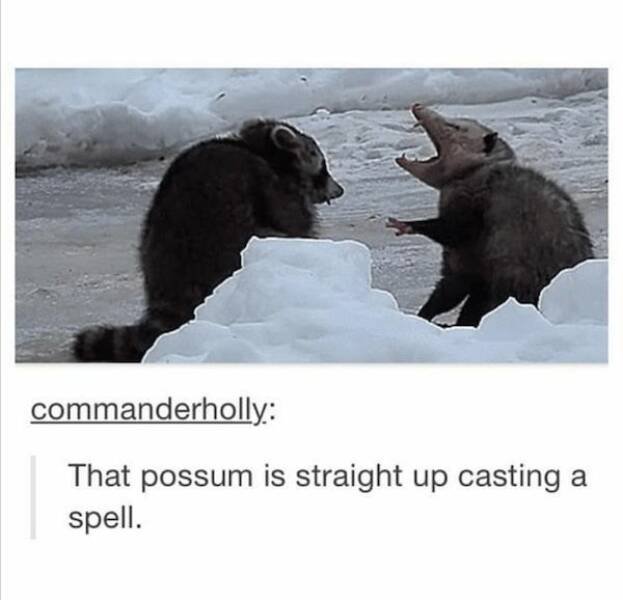 Funny Animals (24 pics)