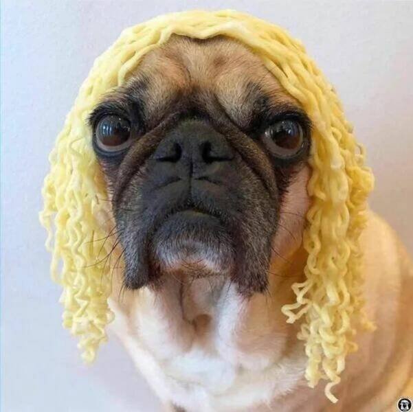 Funny Animals (24 pics)