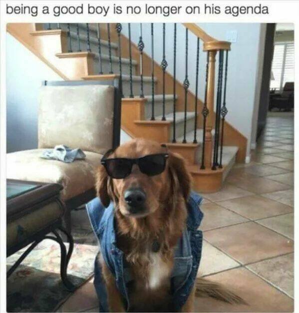 Funny Animals (24 pics)