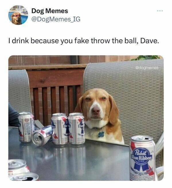 Funny Animals (24 pics)