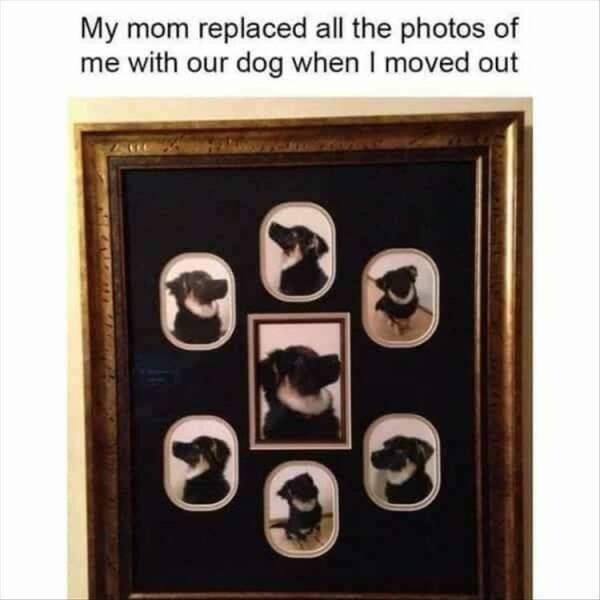 Funny Animals (24 pics)