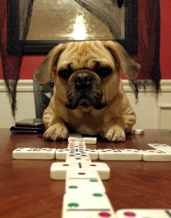 Funny Animals (24 pics)