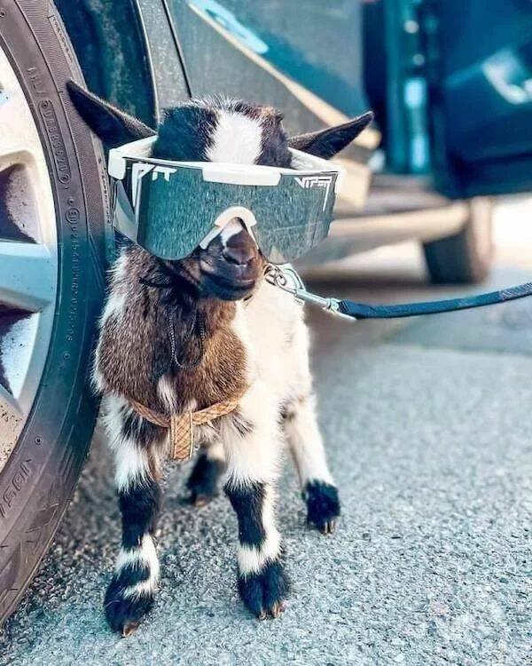 Funny Animals (24 pics)