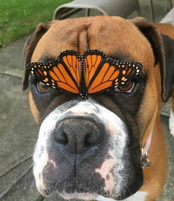 Funny Animals (24 pics)