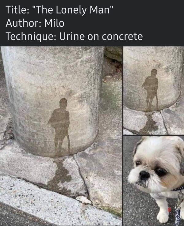 Cute And Funny Dogs (36 pics)