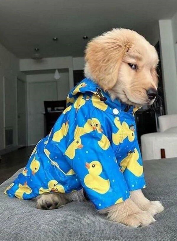 Cute And Funny Dogs (36 pics)