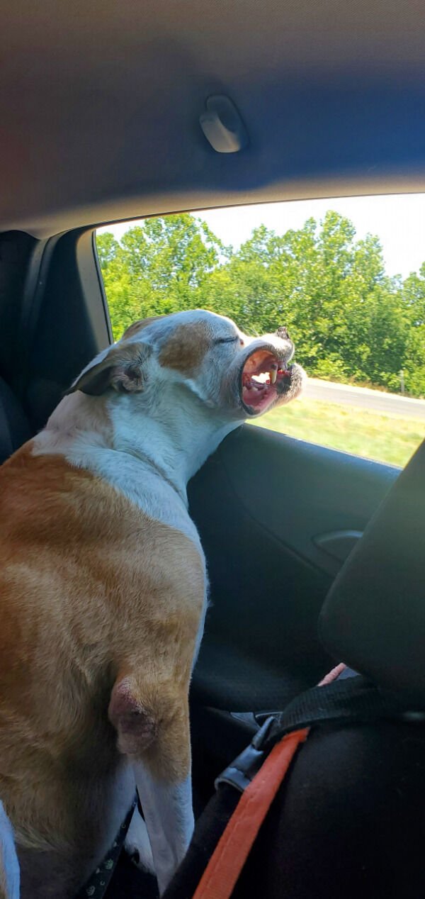 Cute And Funny Dogs (36 pics)