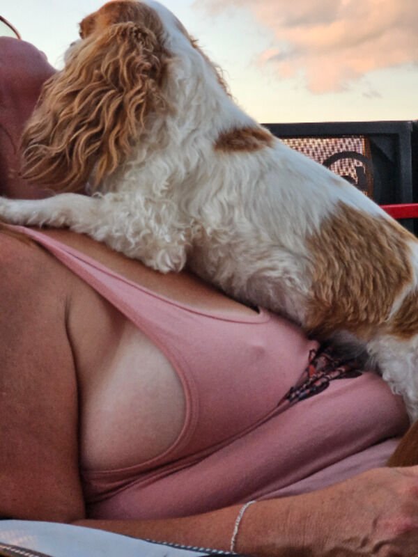 Cute And Funny Dogs (36 pics)