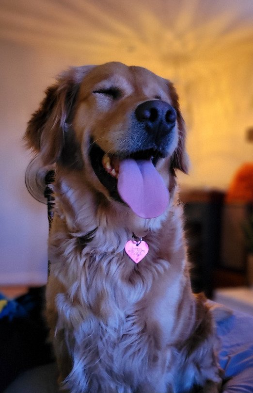 Cute And Funny Dogs (36 pics)