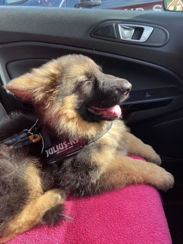 Cute And Funny Dogs (36 pics)