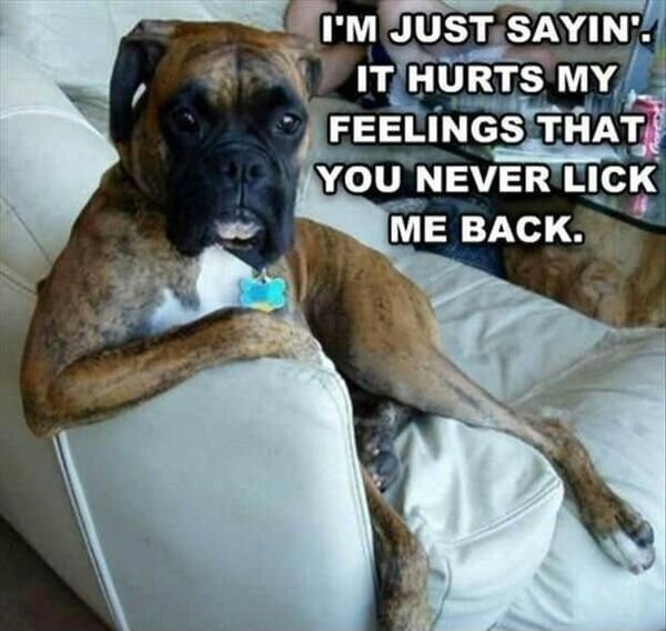 Cute And Funny Dogs (36 pics)