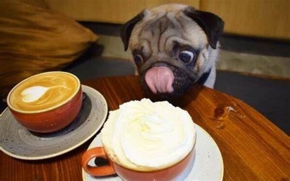 Cute And Funny Dogs (36 pics)