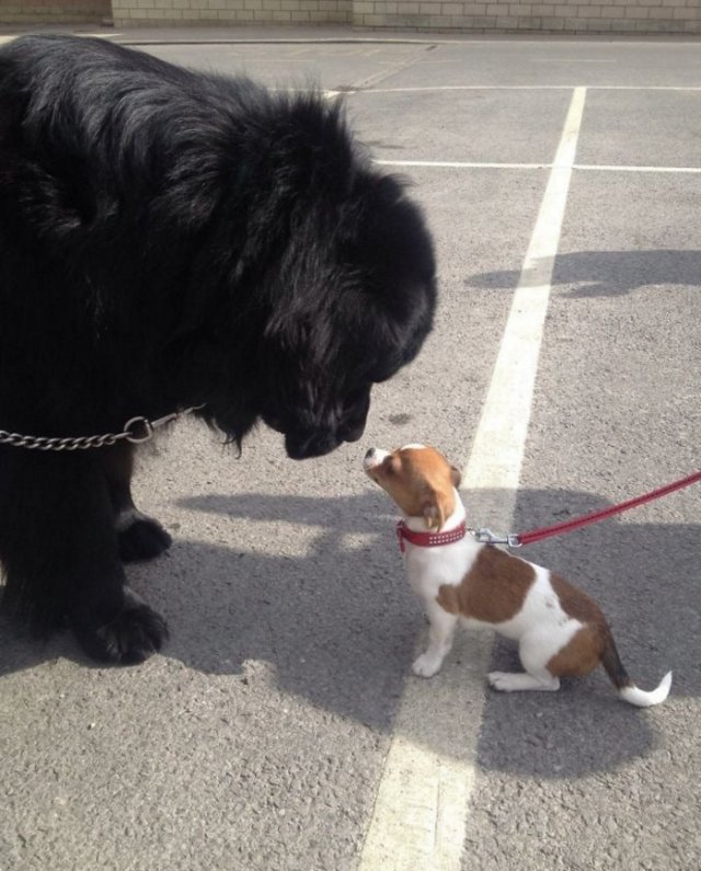 Cute And Funny Dogs (36 pics)