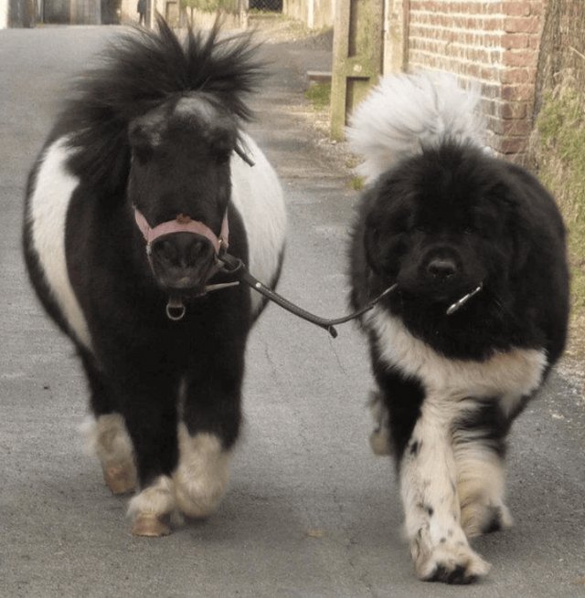 Cute And Funny Dogs (36 pics)