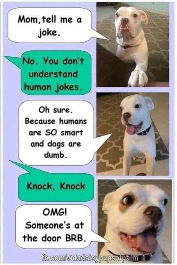 Cute And Funny Dogs (36 pics)