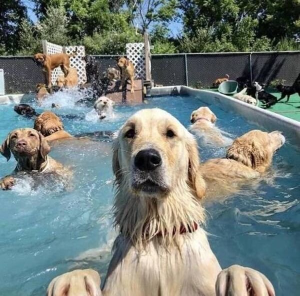Cute And Funny Dogs (36 pics)